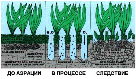 аэрация газона