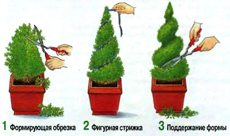 формирующая стрижка 