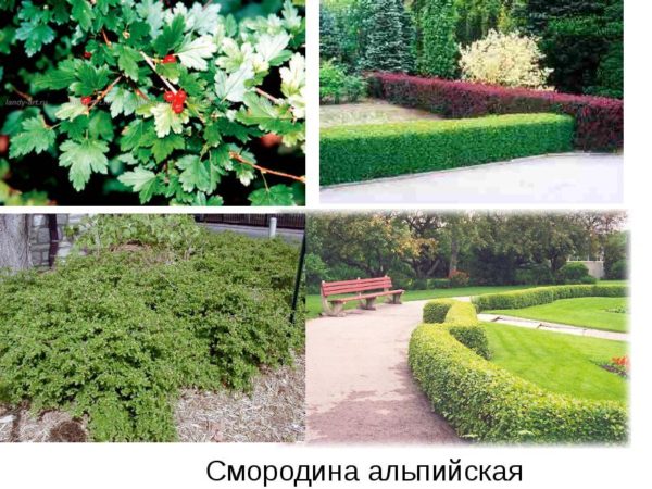 варианты изгороди