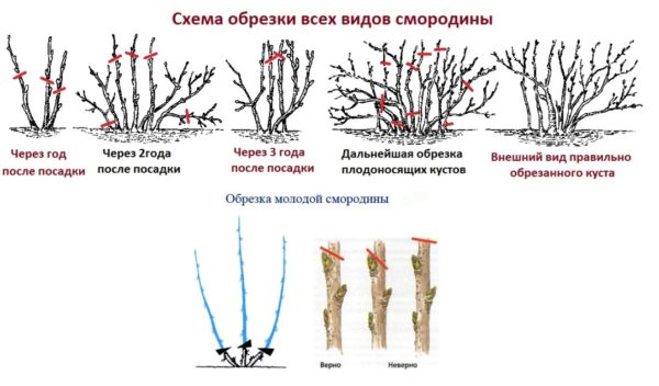 правила обрезки