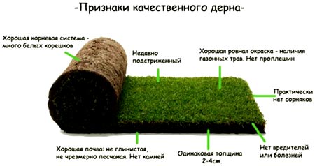 корневая система газона