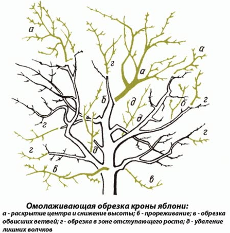 подрезка дерева подрезка дерева