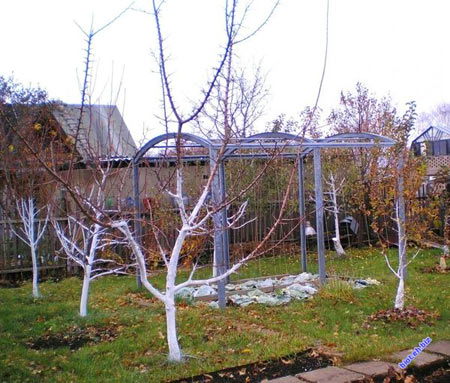 деревья и кусты на дачном участке весной