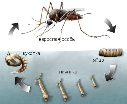 личинка комара