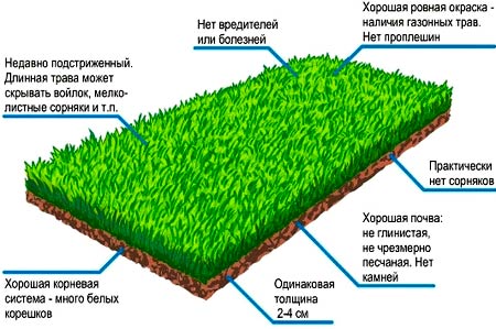 рулонный газон 