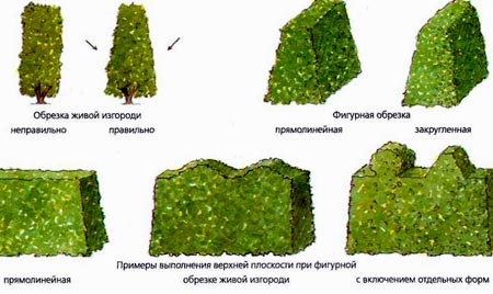 стрижка изгороди