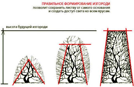 трапециевидная изгородь