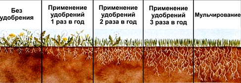 удобрение газона